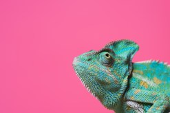 Exotic Pet Adoption: What You Should Consider Before Bringing One Home